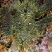 rhinopias_lacy_crci_mb_h_0388_png3321.jpg